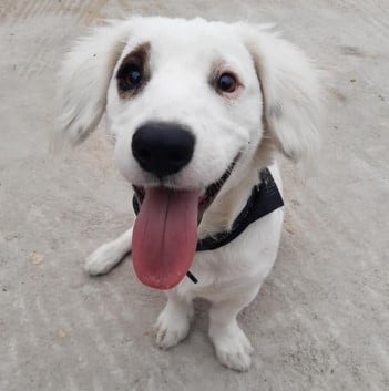 whitedog.jpg