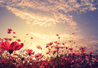 Avatar NORMA SARAI RIVERA QUINTANILLA