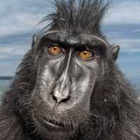 Andres Castillo Castillo