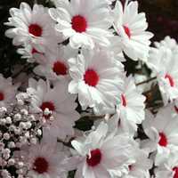 Avatar Karen Elizabeth Cartagena Flores