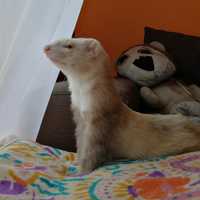 Avatar Gabriel Patricio Andrés Fuentes Castil