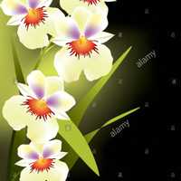 Avatar Rosa Iris De Roque