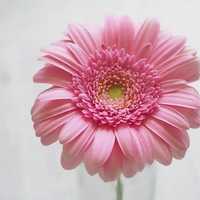 Avatar Maria José Maiorana Silva