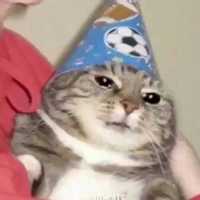 QueenCat