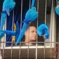Avatar Rhonald Cova