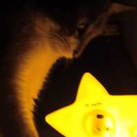 Avatar Nicoll D