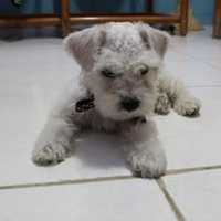 Avatar Antony Steven Arcila