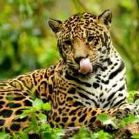 Galo Francisco Cuenca Ramírez