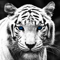 Avatar jhoan henao galvis