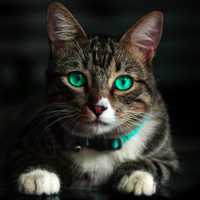 Avatar Jhonny Cuayal Mueses