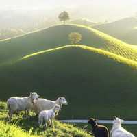 Nataly Lopera Restrepo