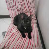 Avatar Leon Andres Rojas Martinez