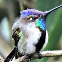 MARGOT HUAMAN LLAMACPONCCA