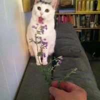 Avatar Mayra Alejandra Garcia