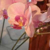 Avatar Guillermo Perez