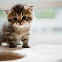 Avatar Daniel Gonzalez