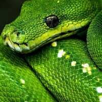 milagros peralta vodanovich