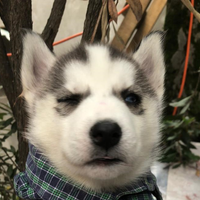 Edgar Ricardo Palacios Rojas