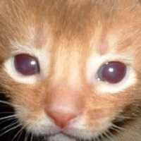 Avatar Antonio Cornejo