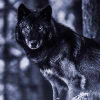 wolfgangsantamaria