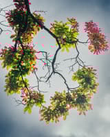 Zéfora Ayala Garcia