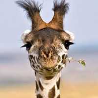 Eva Bettina  Acosta de Paula