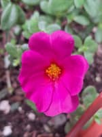 Laura Minerva Chávez Carrera