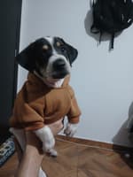 Desarrollador .