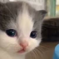 Avatar Geovanny Lenin Peñaloza Abata