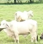 Avatar Jaider Jair Durango Rivero