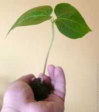 John Hermann Gomez Montoya