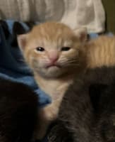 Avatar Mario Camilo Rodríguez Gaitán