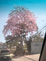 Avatar Moisés de Jesús Abrego Velásquez