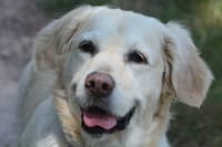 Avatar Simón Noguera Rivera