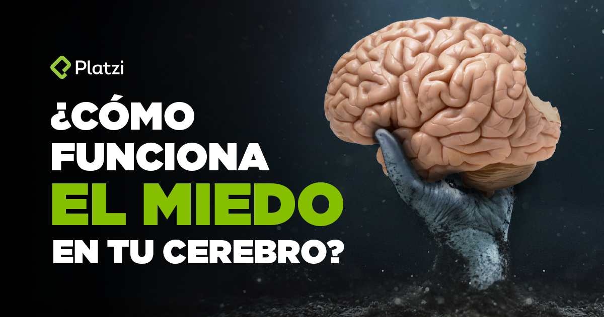 Cómo funciona el cerebro