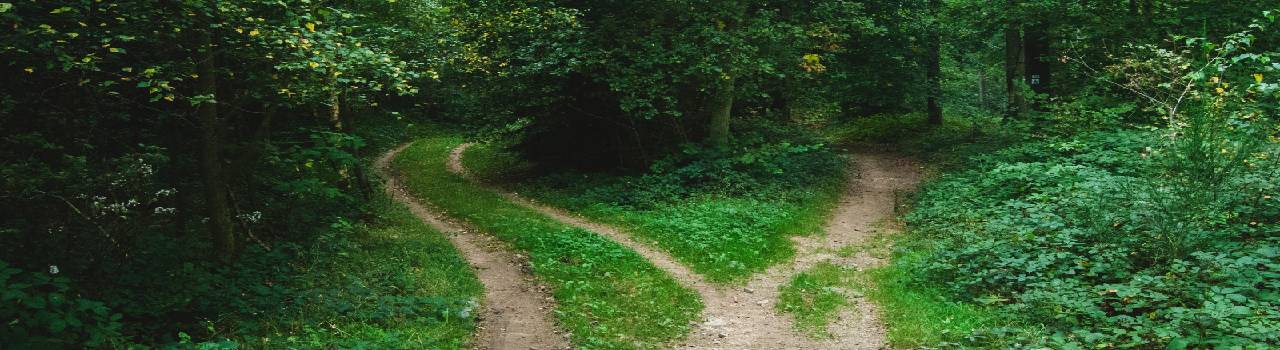 ¿REST o GraphQL?, he ahí el dilema