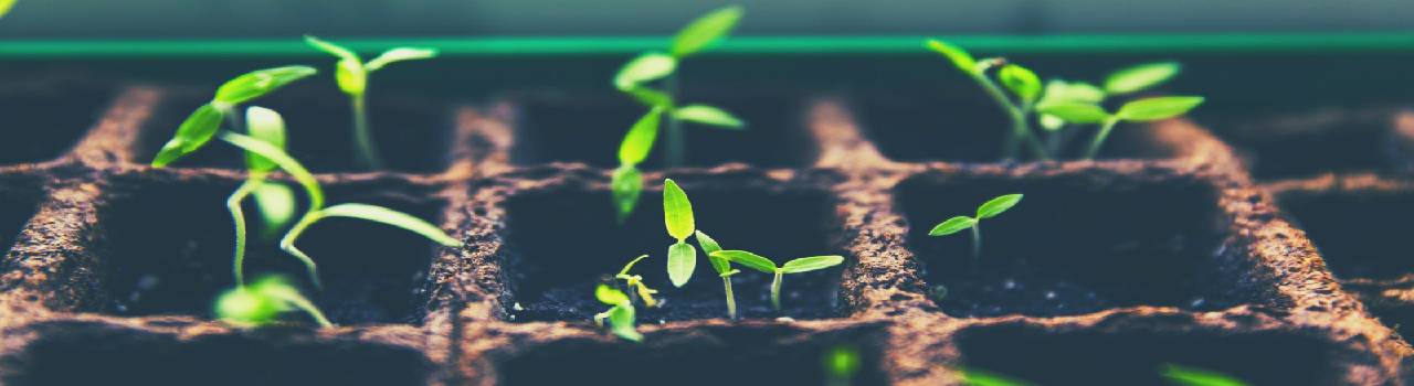 Ventas para crecer, NO para sobrevivir