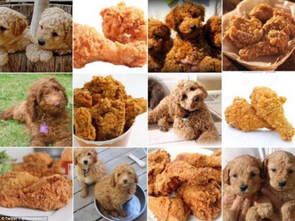 321774DD00000578-3487538-Labradoodle_or_fried_chicken_This_post_which_was_retweeted_more_-a-125_1457700076534.jpg