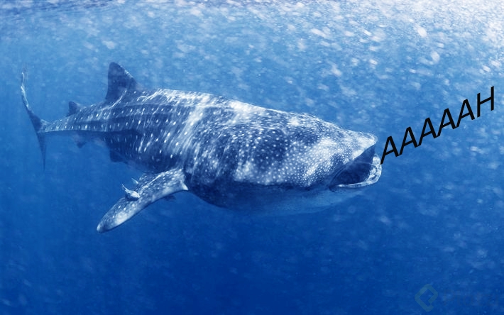 BALLENA AHHHH.jpg
