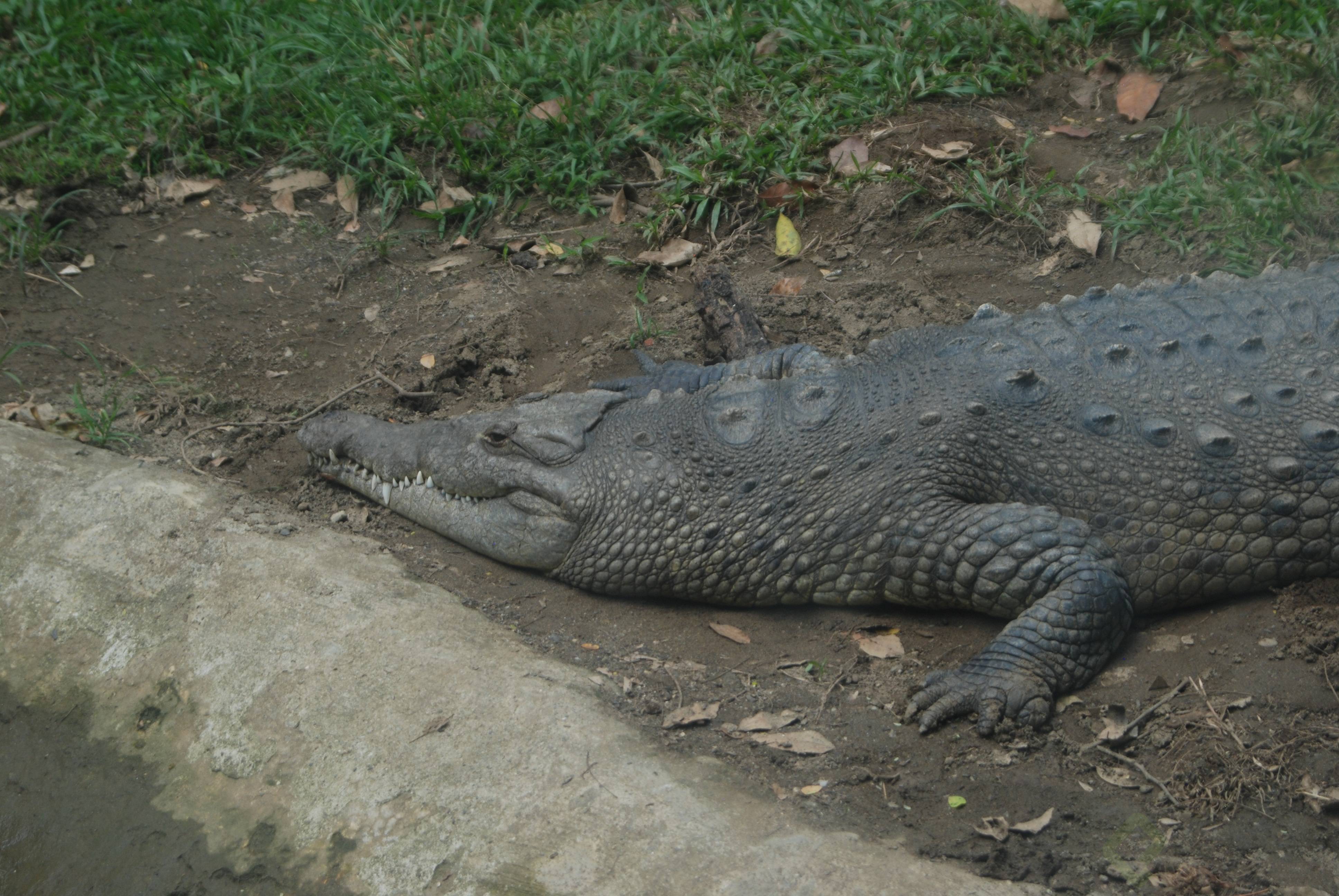 Cocodrilo.jpg
