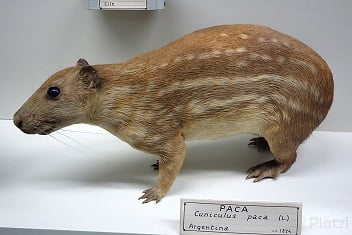 Cuniculus_paca_-Museo_Civico_di_Storia_Naturale_Giacomo_Doria-_Genoa,Italy-_DSC02862.JPG