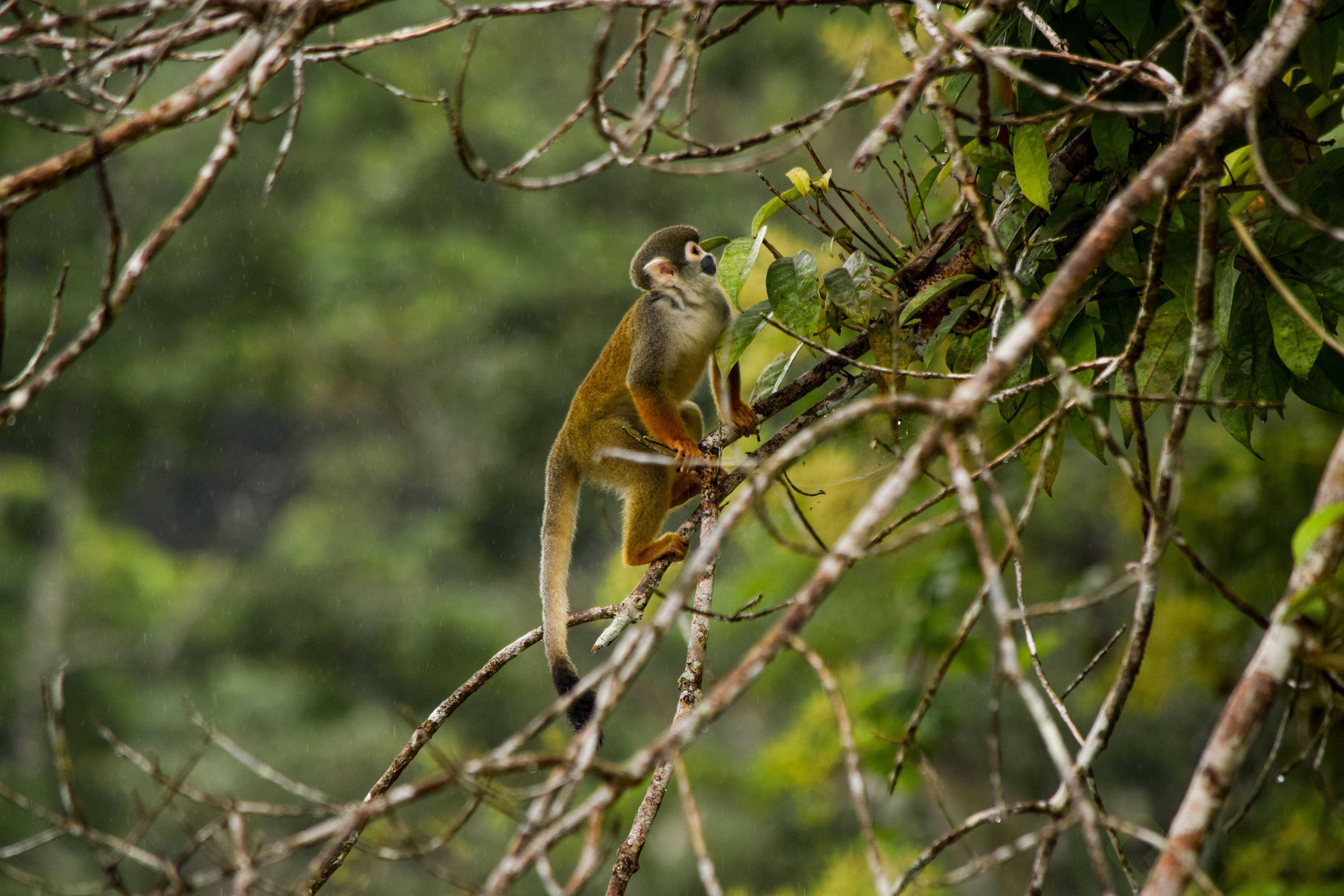 DSC_0182-Mono-Mocoa subir platzi.jpg