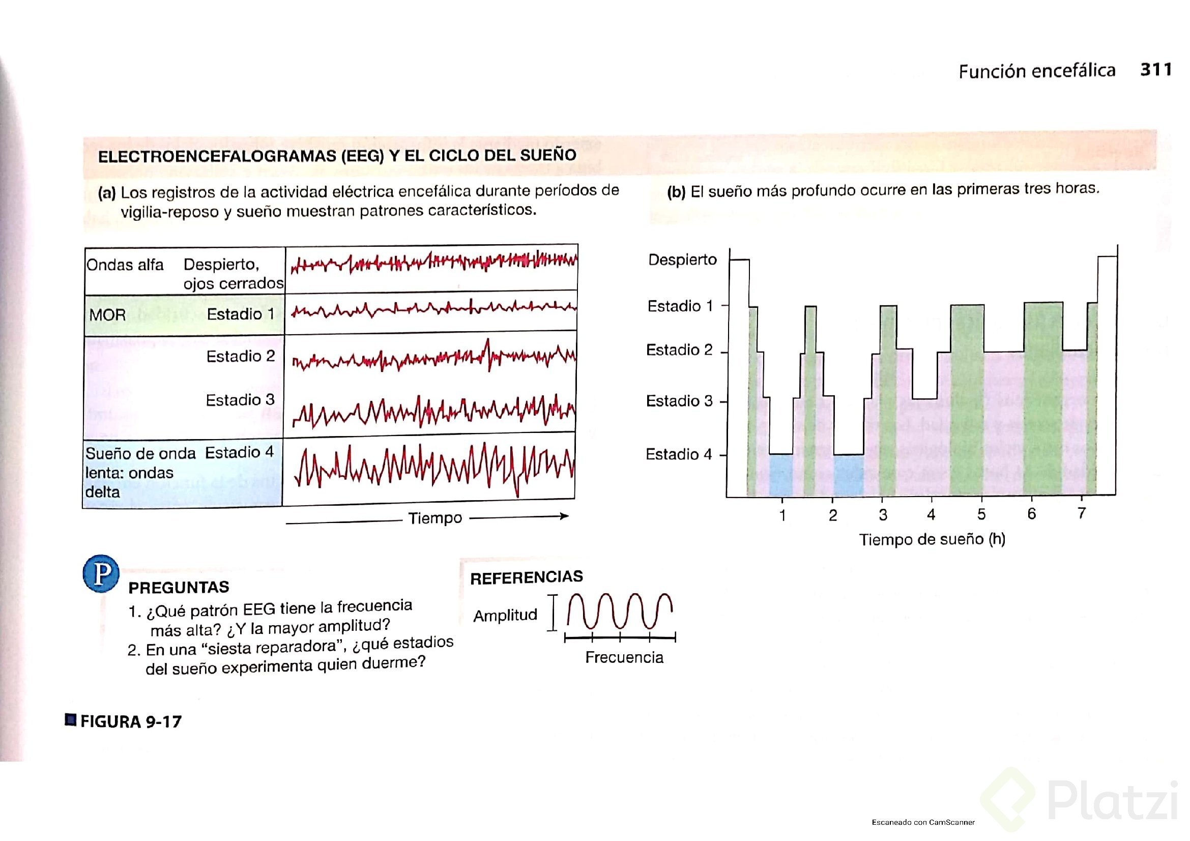 EEG y ciclo del sueño.jpg