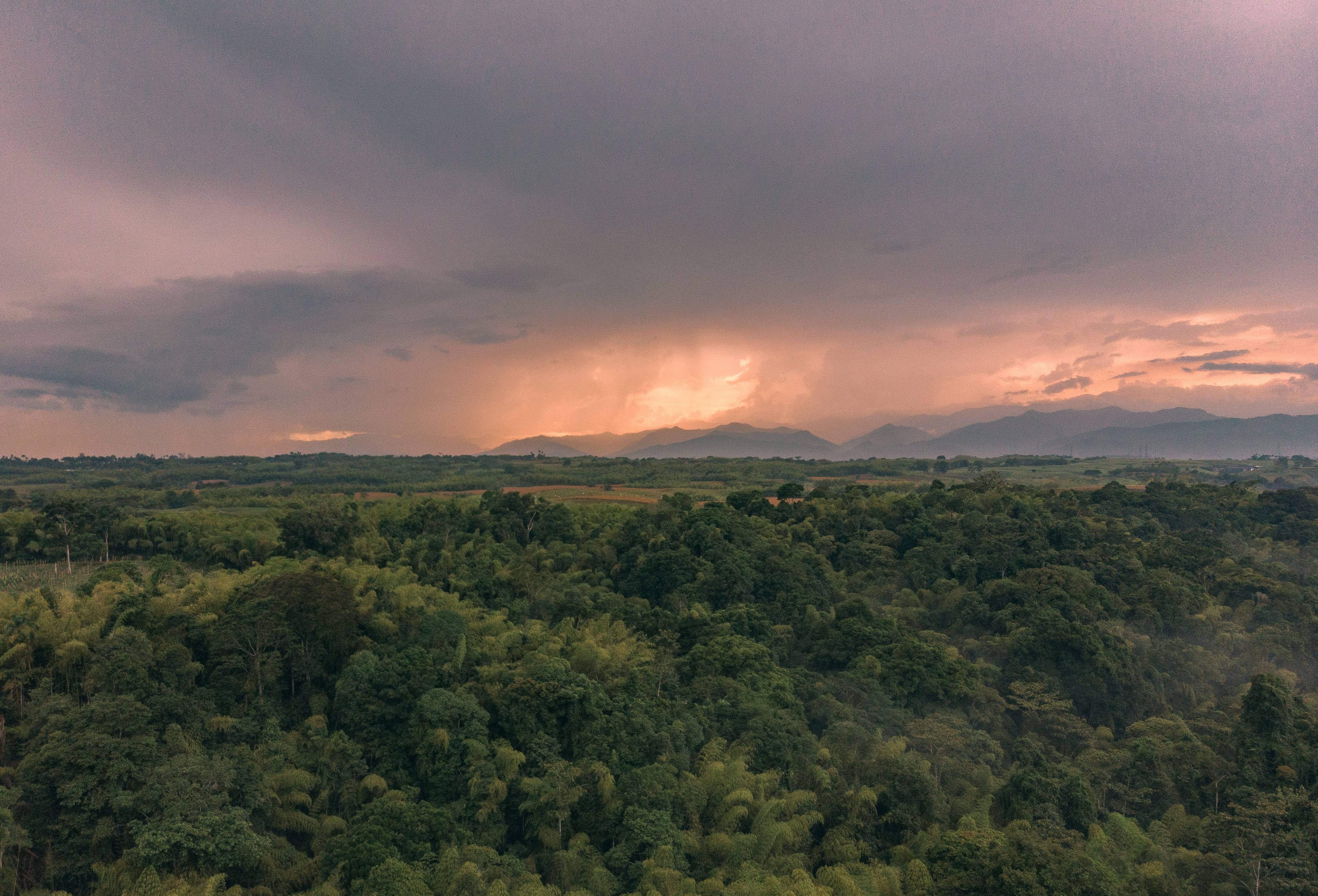 Matices cafeteros.jpg