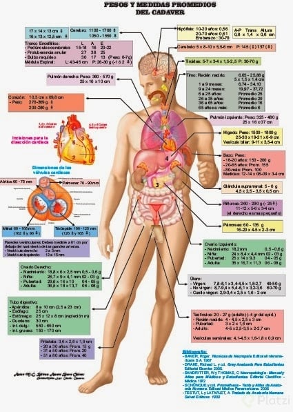 PESOS MEDIDAS CADAVER.jpg