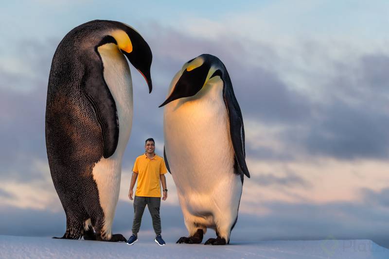 Penguins and me.png