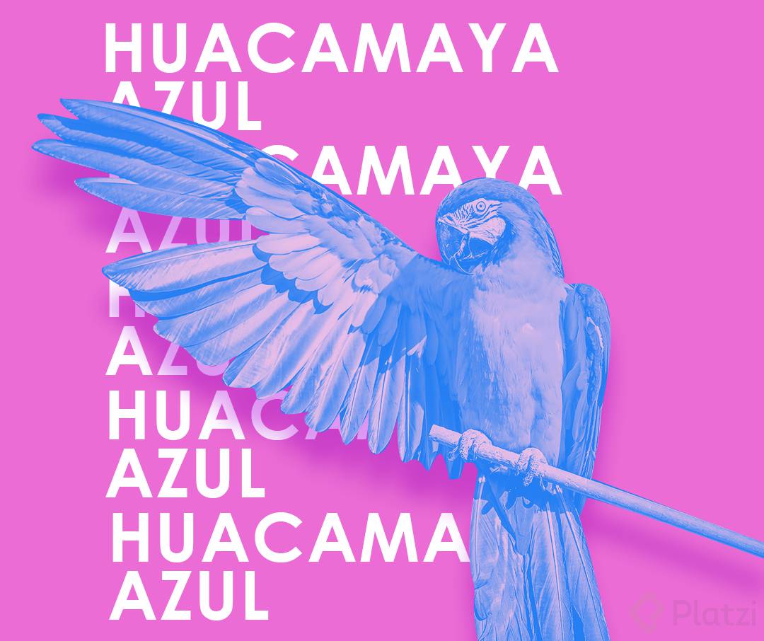 Proyecto 02 Huacamaya Azul.png