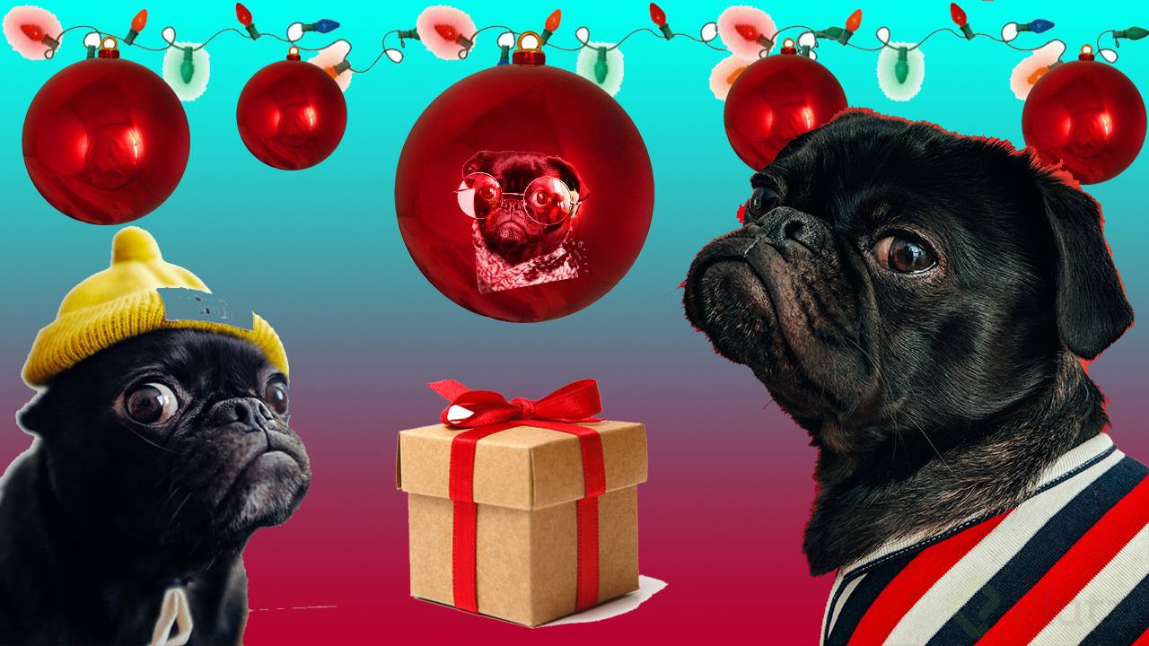 PugChistmas.jpg