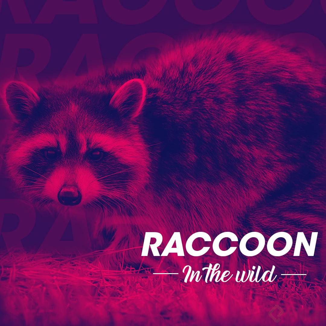 Raccoon.png