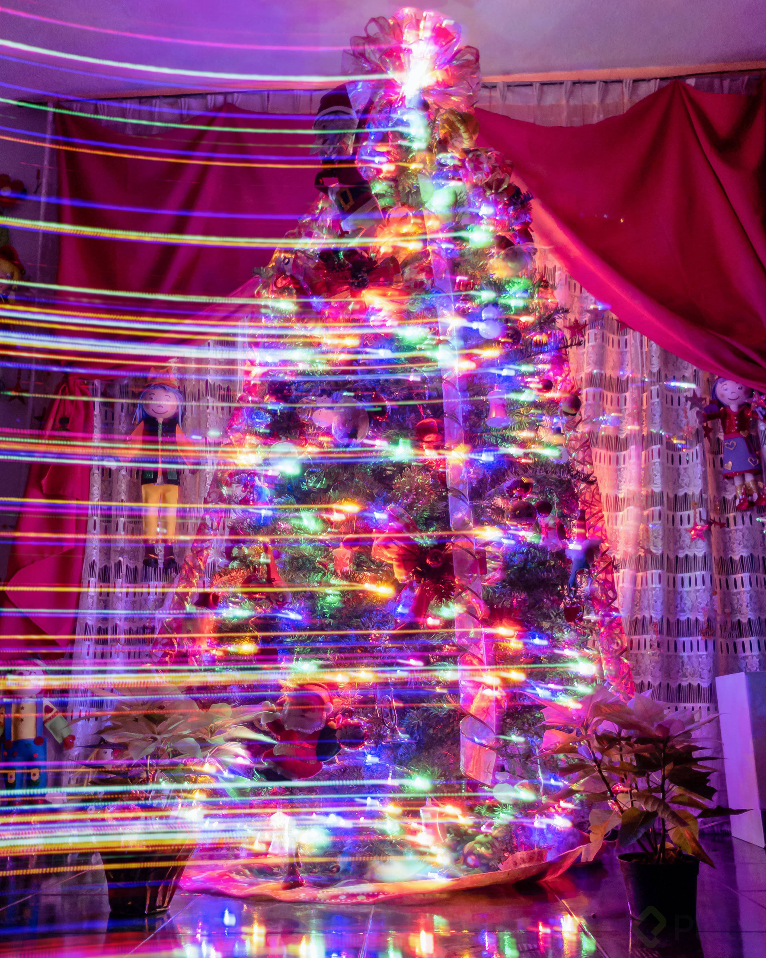 Tree_December 24, 2018-3.jpg